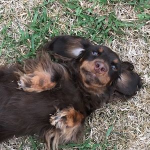 Meet your Posher, Ella